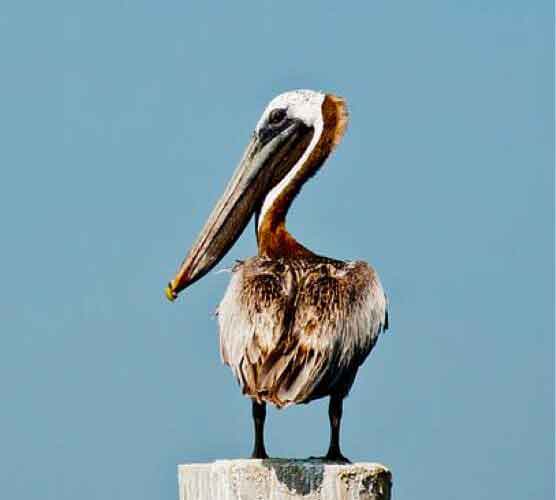 手机号轰炸机网页版