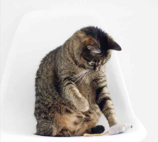 电话在线轰炸网页版